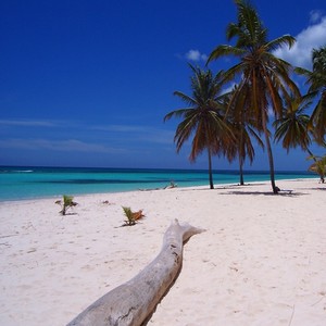 saona premium